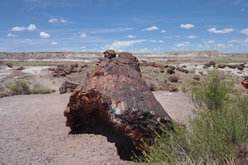 Petrified log and Painted Desert. Photo by Aaron J. Wolf